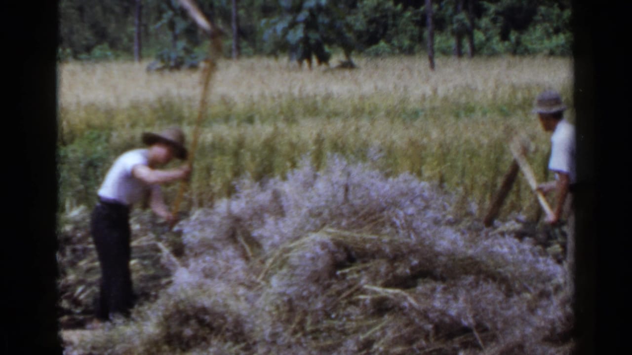 Two men work in a grain field with hand tools beside a pile of cut crop.