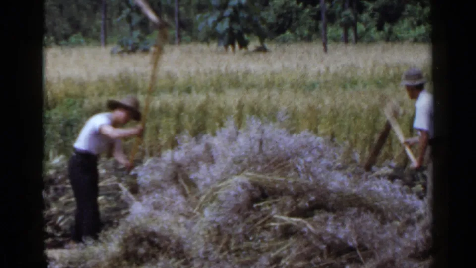 In 1953 Japan footage, two farm workers in hats use hand tools near stacked grain in a rural field.