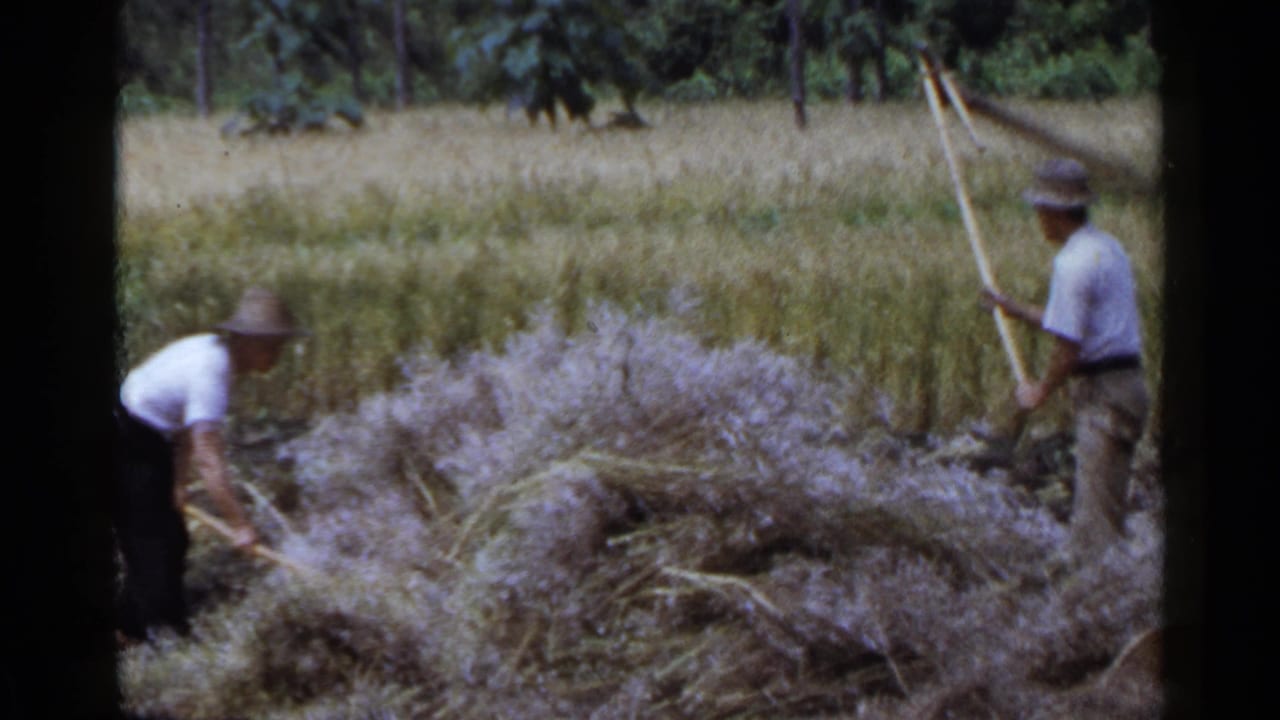 Two workers in hats continue hand harvesting or gathering grain in a rural Japanese field, filmed on 8mm in 1953.