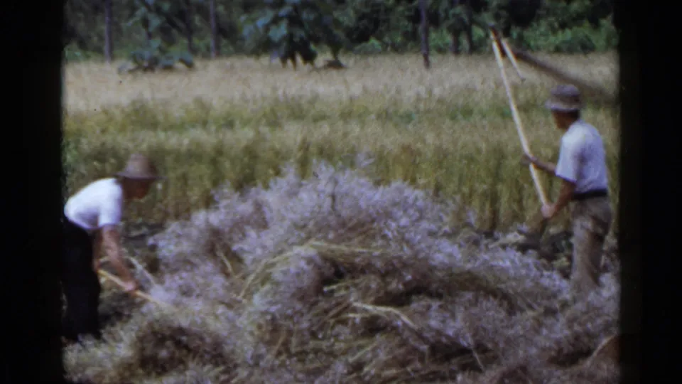 Two workers in hats continue hand harvesting or gathering grain in a rural Japanese field, filmed on 8mm in 1953.