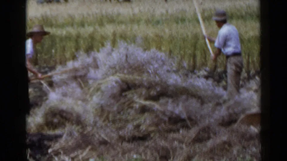 Farm workers handle a large pile of cut grain with long tools in a rural field, consistent with the 1953 Japan clip metadata.