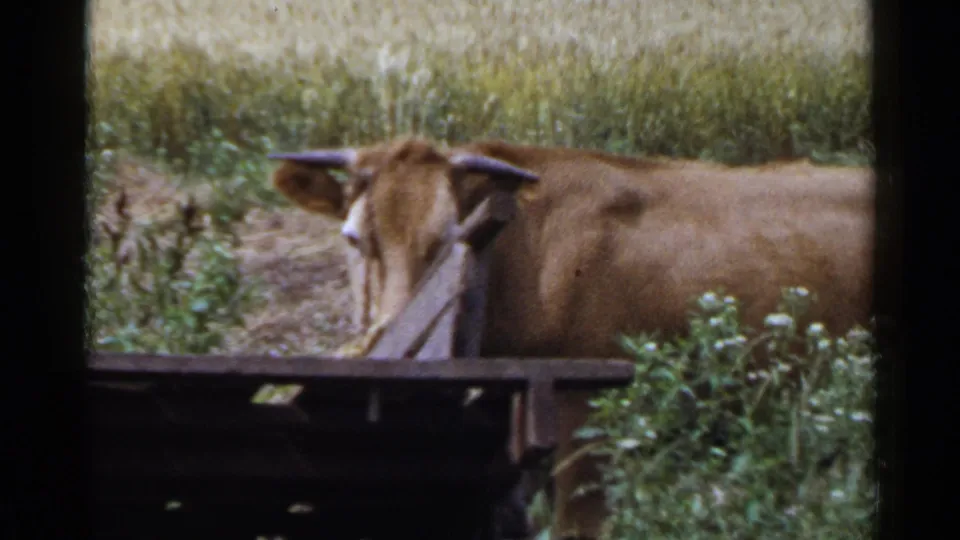 A brown cow appears near field plants and a wooden cart or structure in the rural 1953 Japan home-movie scene.