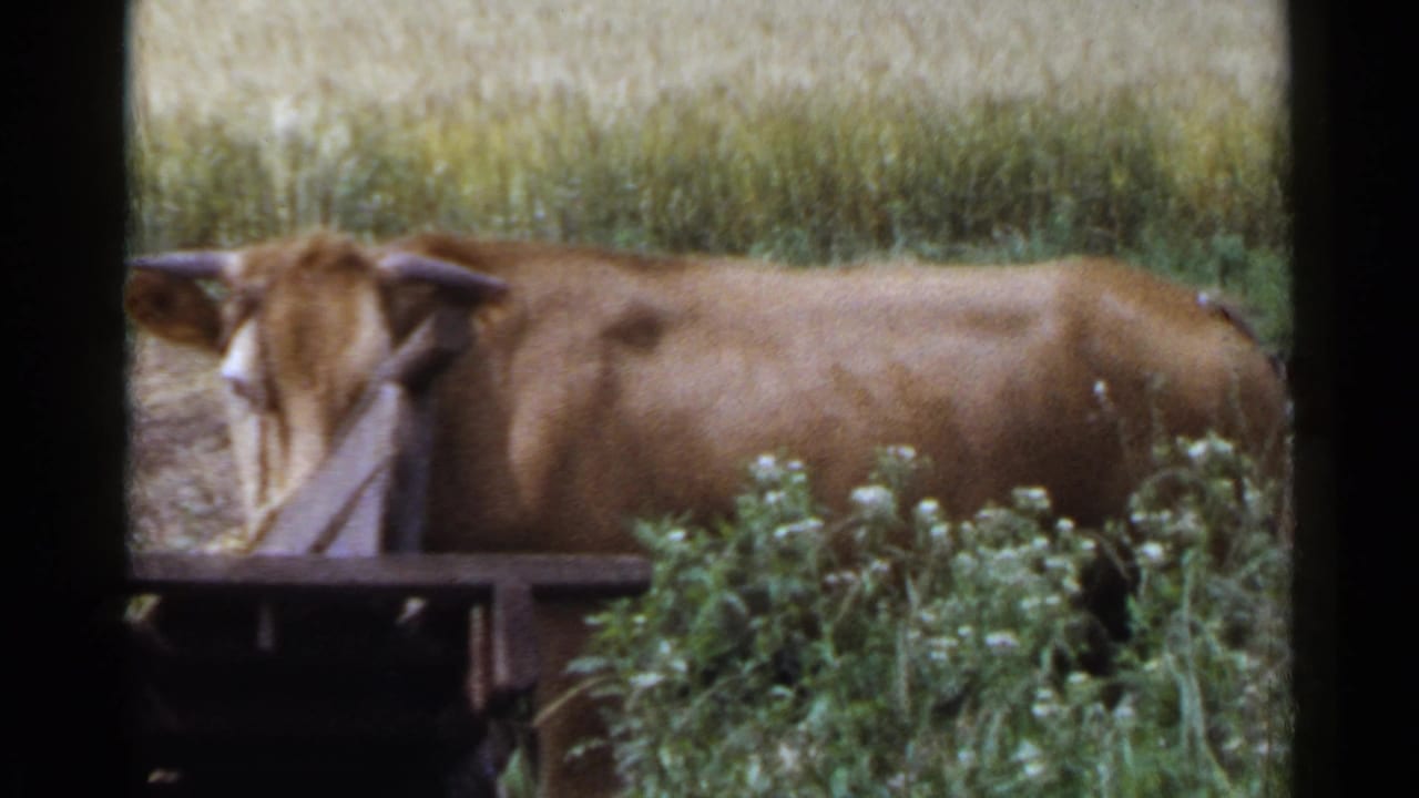 Brown cow standing beside vegetation near a dark wooden edge.