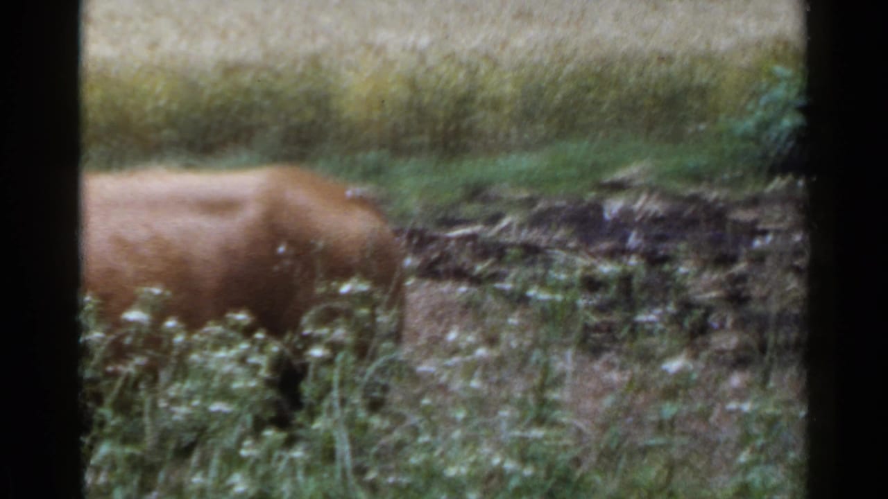 A brown cow is partly visible near tall grass and rough field ground in a rural Japanese countryside scene from 8mm home-movie footage.