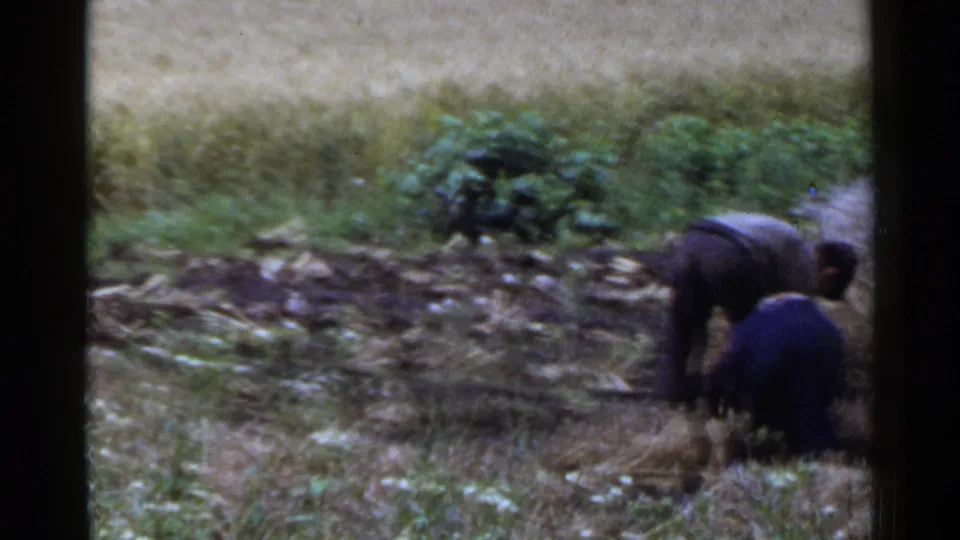 Two adults bend over in a rural Japanese field, appearing to gather hay or straw amid low vegetation and uneven ground.