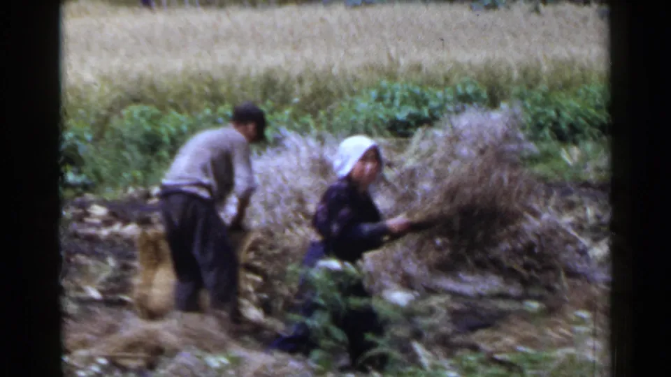 Two adults work beside a large hay or straw bundle in rural Japan, one wearing a white head covering while handling field material.