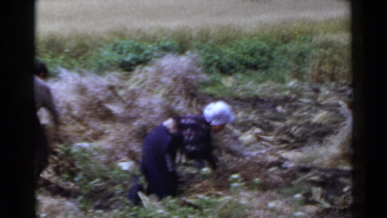 Workers bend near piles of cut crops in a rural field.