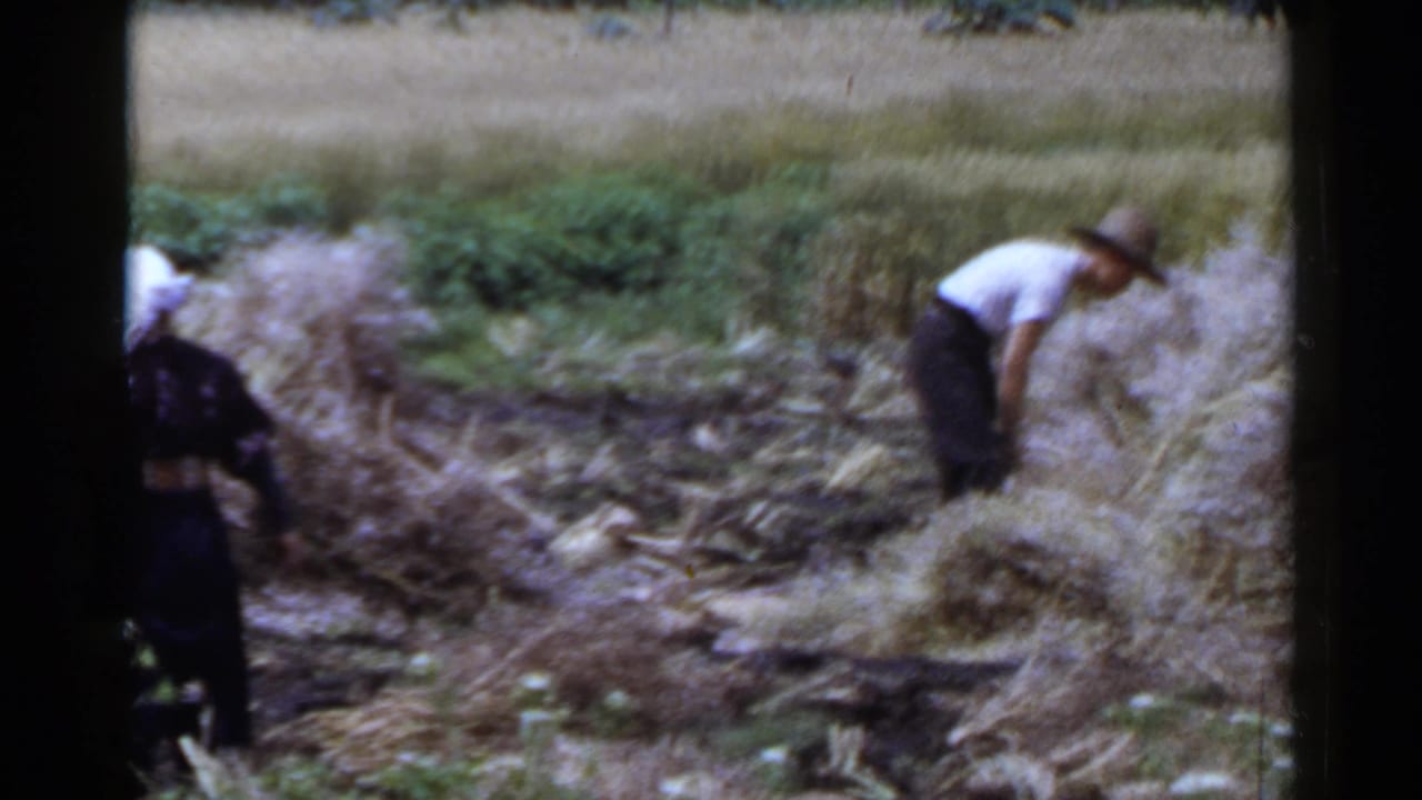 A farm worker in a light shirt and brimmed hat bends over a crop pile in a Japanese rural field, with another adult partly in frame.