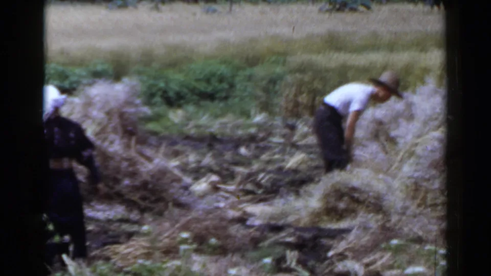 A farm worker in a light shirt and brimmed hat bends over a crop pile in a Japanese rural field, with another adult partly in frame.