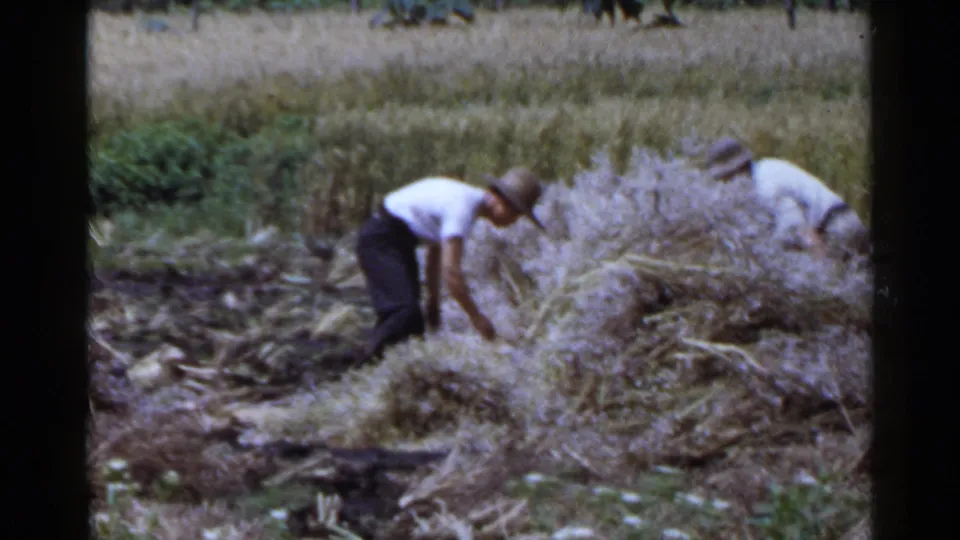 Two adult farm workers in hats handle cut plants around a large straw-like pile in Japan 1953 home-movie footage.