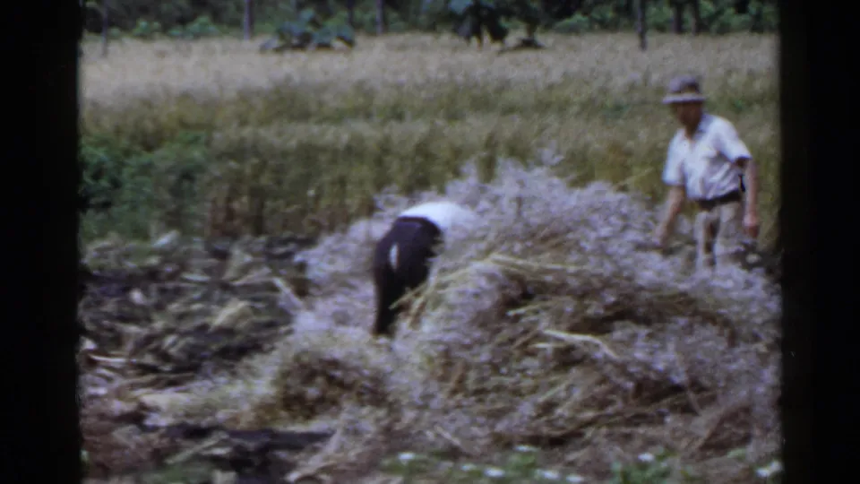 Two adult workers, one bending and one standing, work beside a straw-like crop pile in a rural Japanese field.