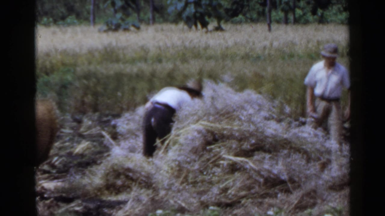 Workers in a field gather cut grain while a man in a hat stands nearby.