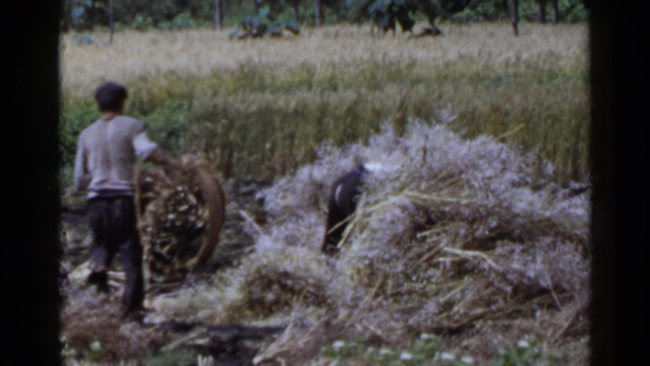 A worker carries a bundle of harvested grain in a Japan field as others continue hand-sorting straw piles.