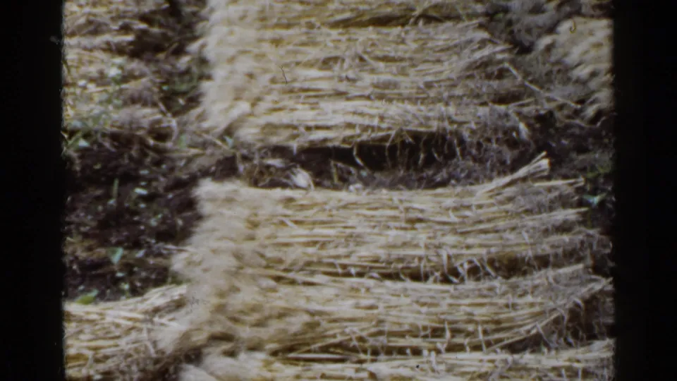 A close 1953 Japan field view shows bundled straw or harvested grain stacked in rows on the ground.