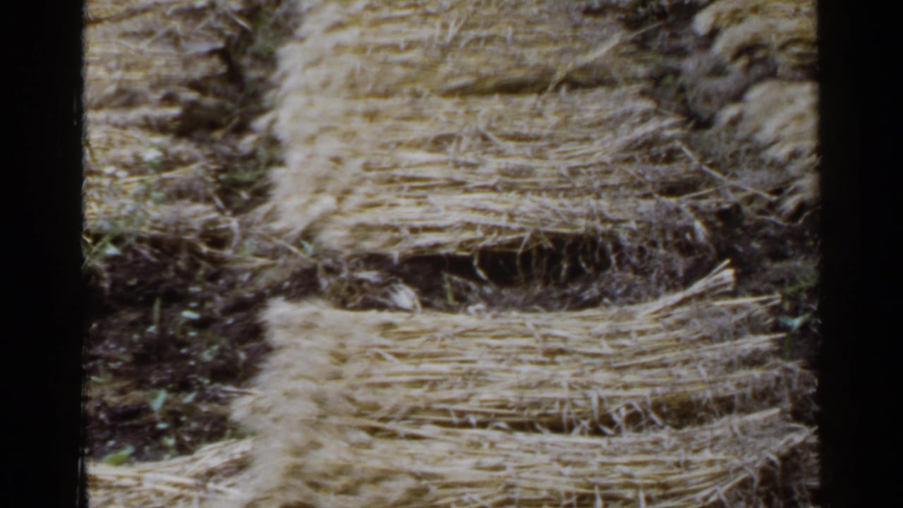 1953 Japan 8mm frame showing golden-brown straw or hay arranged in rows across dark rural soil.