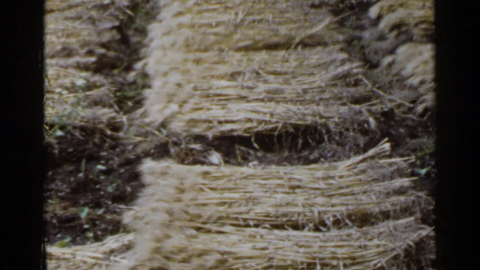 1953 Japan 8mm frame showing golden-brown straw or hay arranged in rows across dark rural soil.