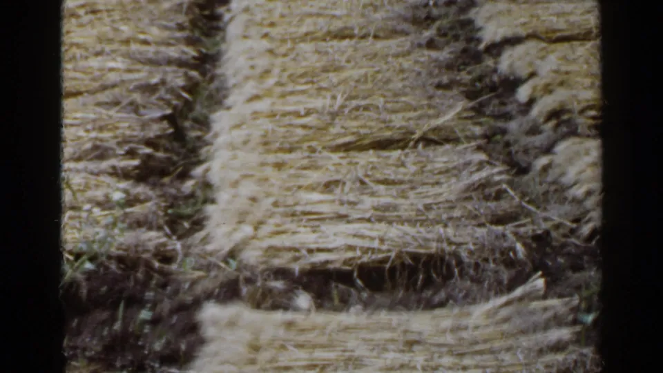 Close 8mm view of a Japanese rural field, with harvested straw or hay forming textured rows on dark soil.
