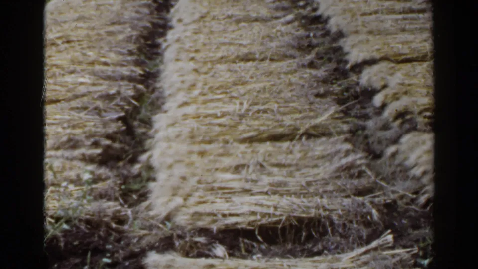 1953 Japan home-movie frame showing rows of cut straw or hay across a rural field surface.