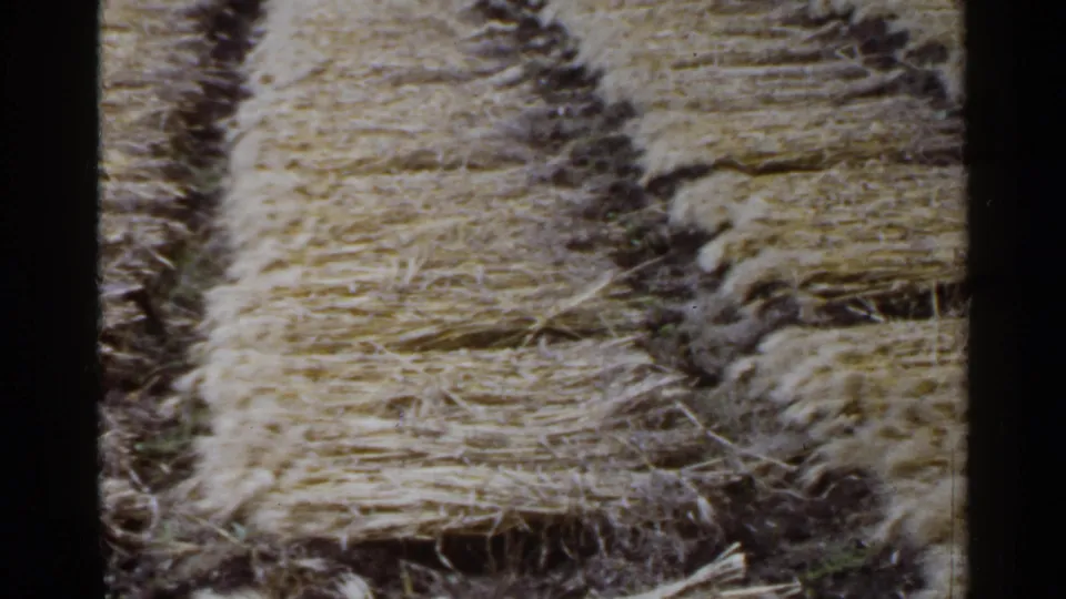 8mm archival frame from 1953 Japan showing harvested straw or hay rows on dark, uneven soil.