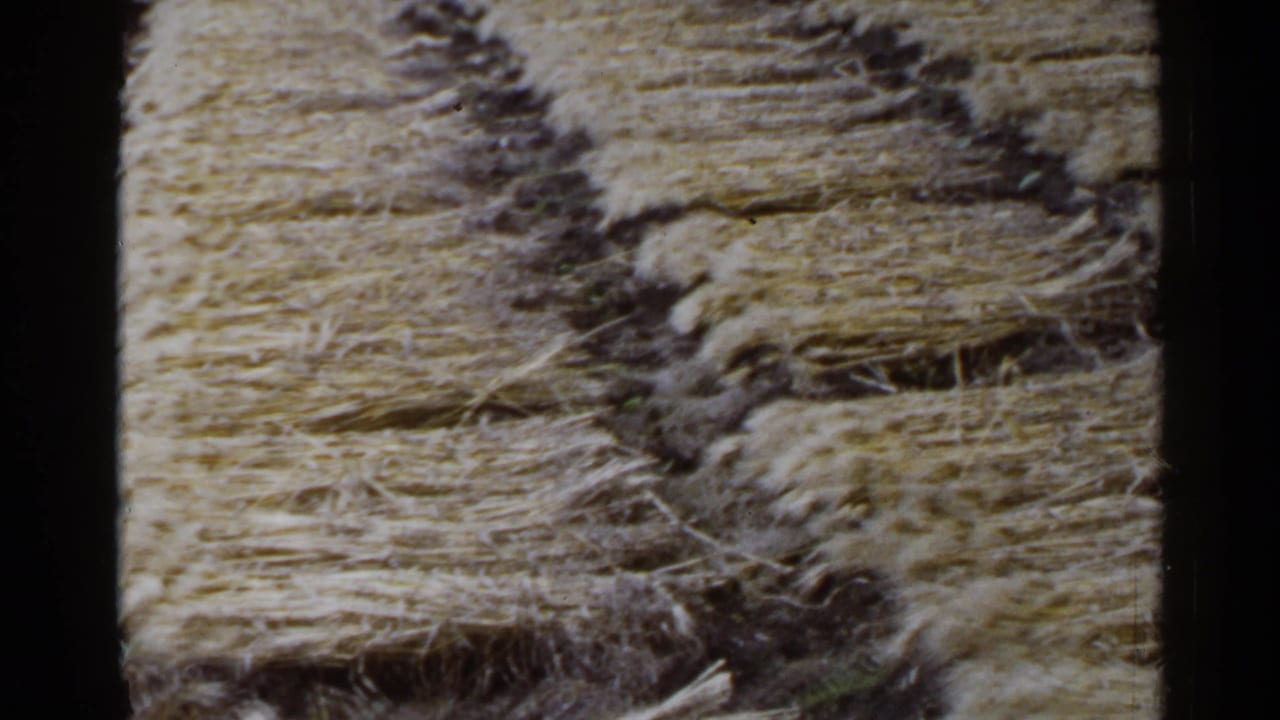 1953 Japan 8mm frame showing yellow straw bundles arranged in rows across a rural field.