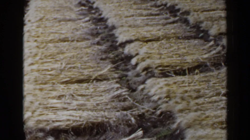1953 Japan 8mm frame showing yellow straw bundles arranged in rows across a rural field.
