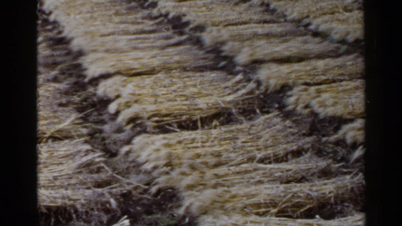 Vintage 8mm view of straw bundles spread across a Japanese rural field, with soil visible between rows.