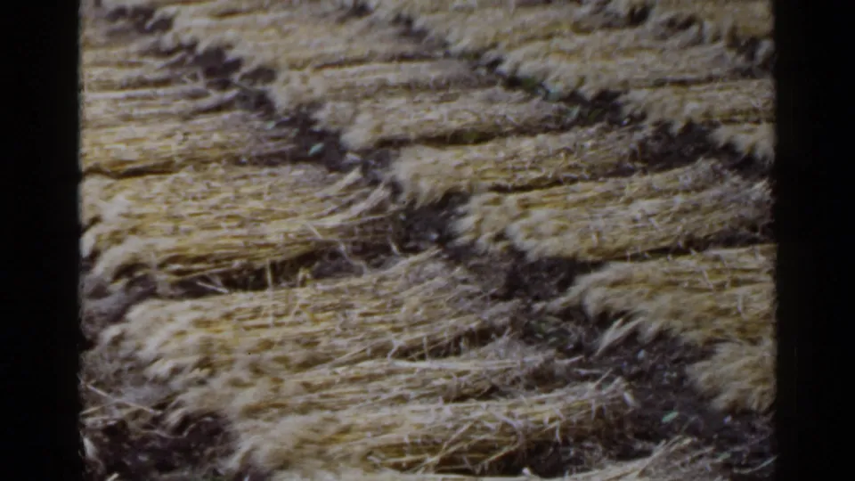 1953 Japan home-movie frame showing dry straw laid in rows over dark rural field soil.