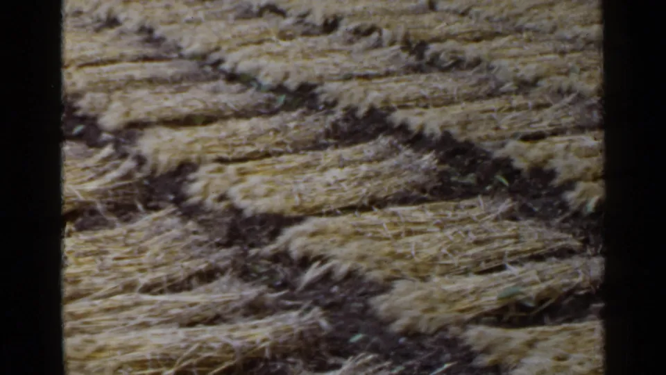 Faded 8mm frame from 1953 Japan showing yellow straw bundles drying across a rural field.