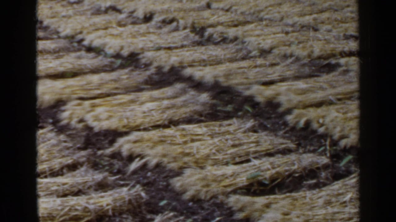 1953 Japan 8mm frame showing cut straw arranged in rows over dark soil, with soft focus and visible film grain.