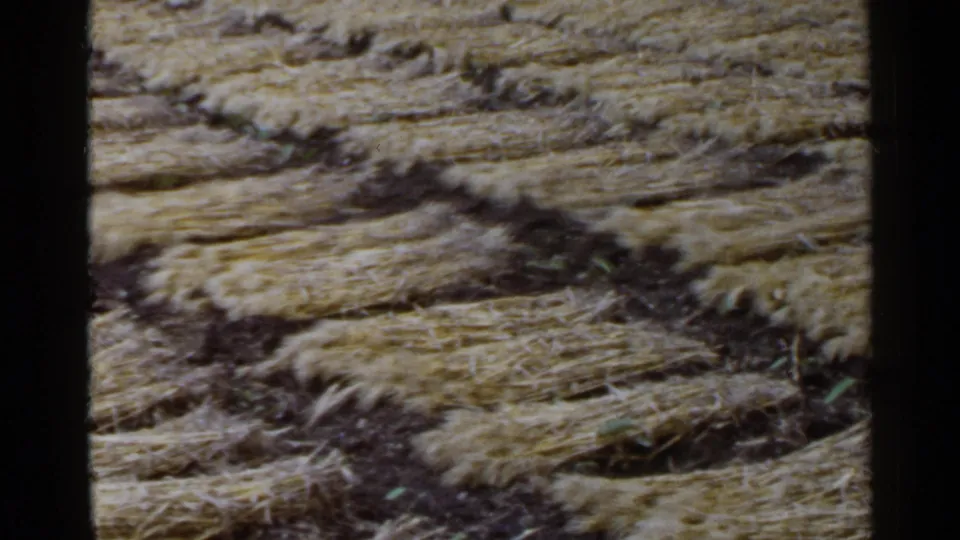 1953 Japan 8mm frame showing cut straw arranged in rows over dark soil, with soft focus and visible film grain.