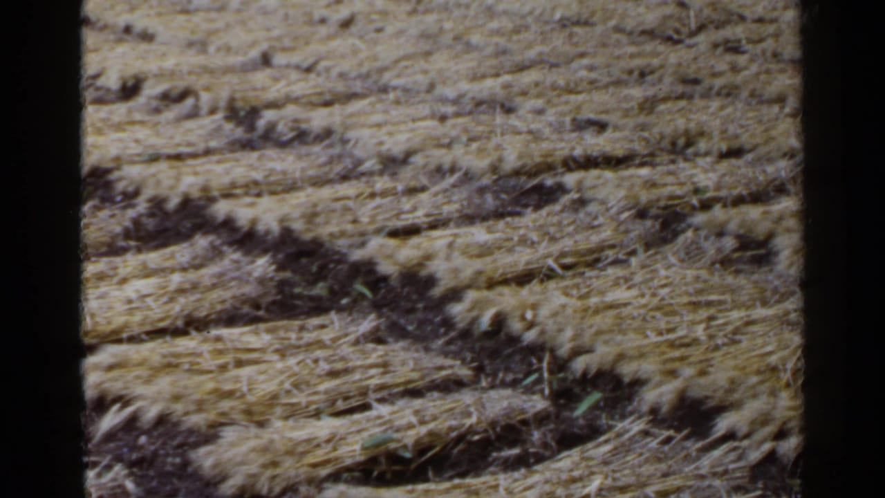 Harvested field surface with straw rows and patches of dark earth.