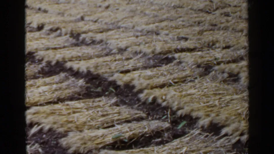 1953 Japan 8mm view of a harvested grain field, showing straw laid in rows across darker soil.