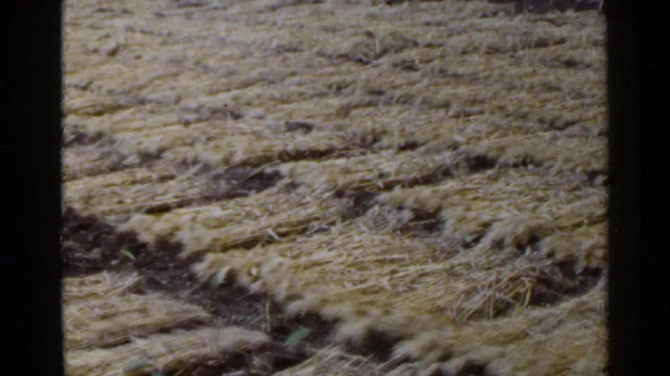 1953 Japan home-movie frame of cut straw and soil, emphasizing the texture of a harvested field.