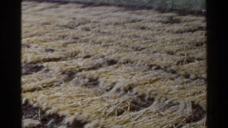 1953 Japan 8mm frame showing golden straw rows across dark soil with visible grain and slight fading.