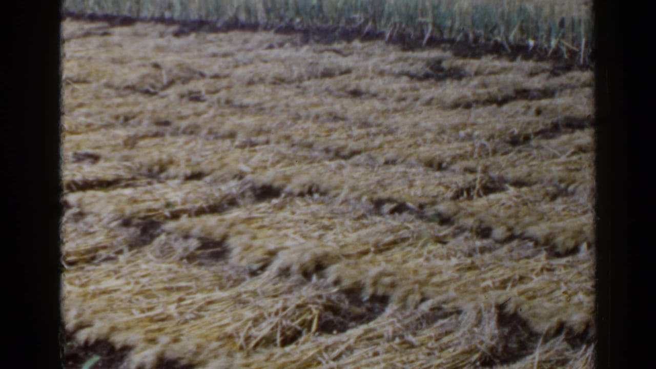 Harvested field with flattened straw rows and grass along the far edge.