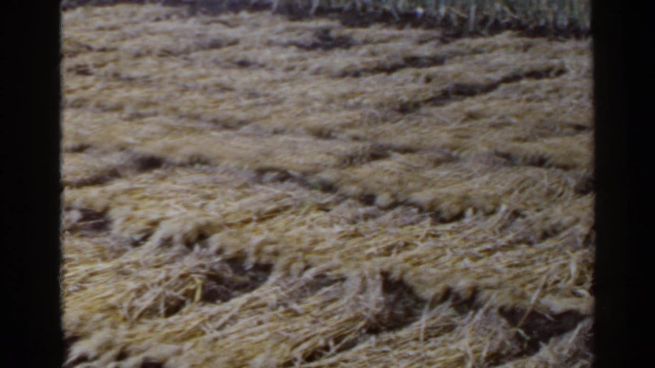 Close view of harvested straw spread across uneven field ground.