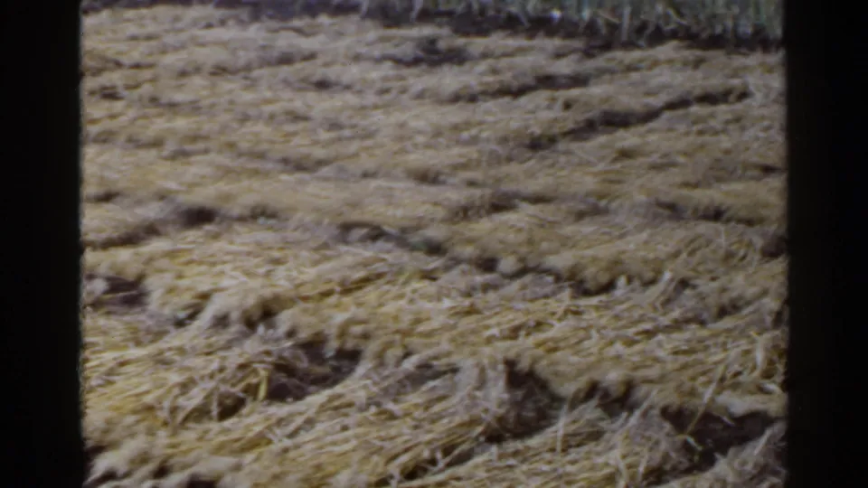 1953 Japan rural field detail with cut straw lying in rows across uneven earth, seen in faded 8mm color.