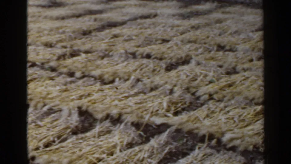 Handheld 8mm frame from rural Japan in 1953 showing straw-covered field texture during a quick pan.