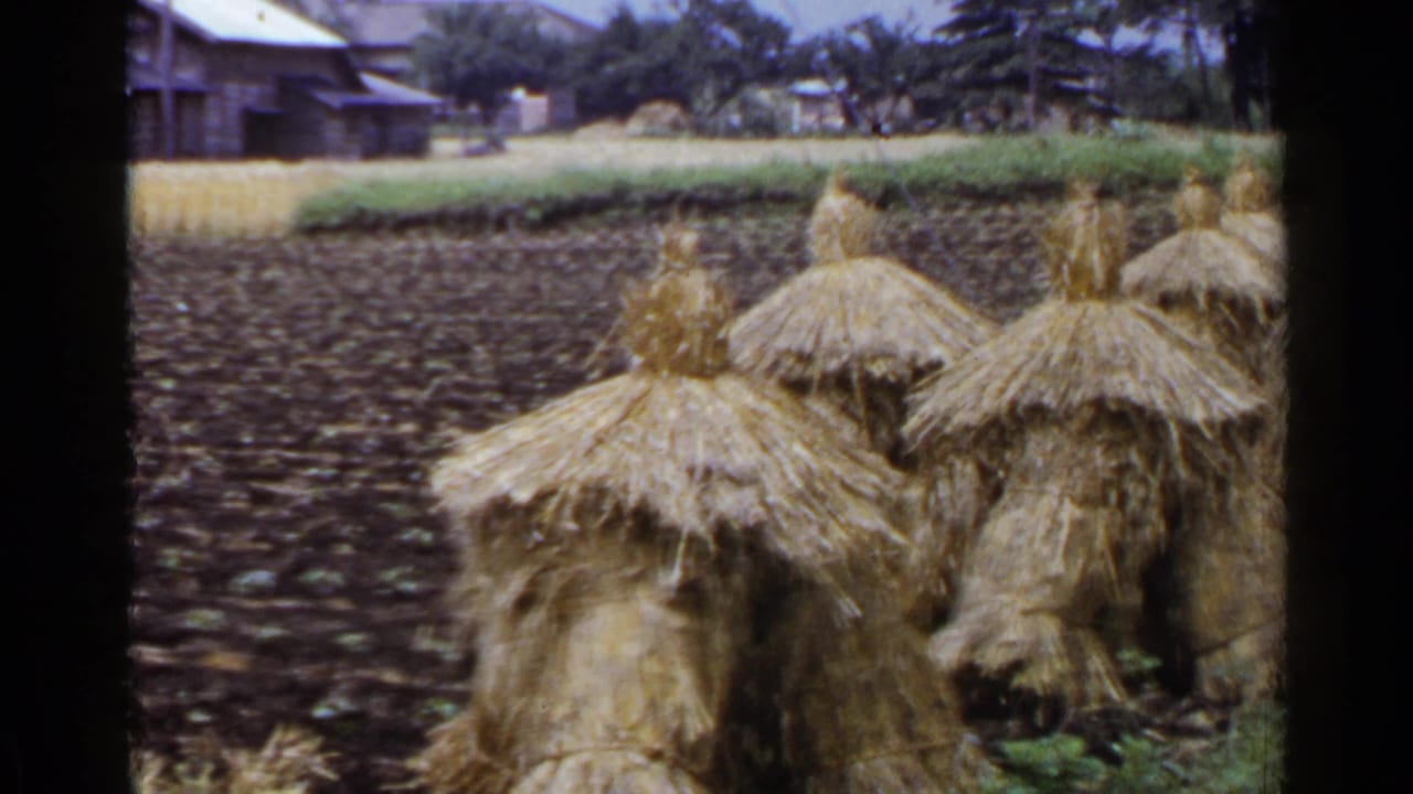 1953 Japan rural frame with straw stacks in the foreground, dark cultivated soil, green borders, wooden buildings, and trees.
