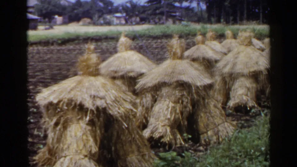 1953 Japan home-movie frame showing close straw-covered stacks, cultivated soil, green plants, and rural structures in soft focus.