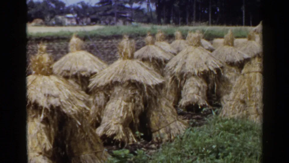 1953 Japan 8mm frame with a row of straw stacks along a farm field, backed by green vegetation, trees, and wooden rural buildings.