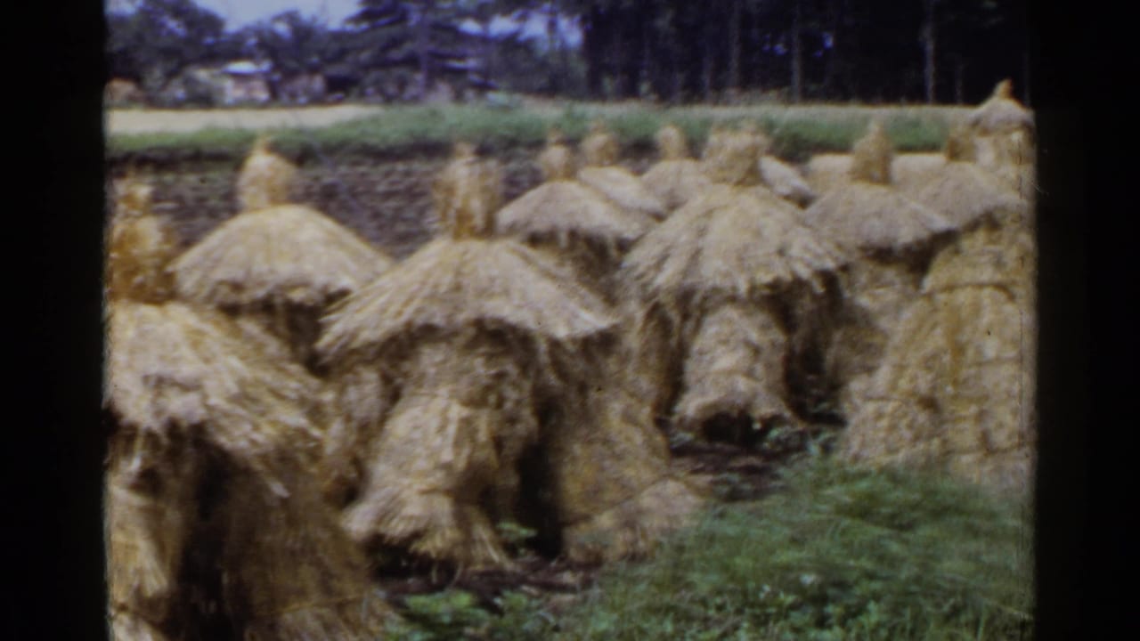 1953 Japan 8mm frame showing rows of tied conical straw stacks in a grassy field with trees in the distance.