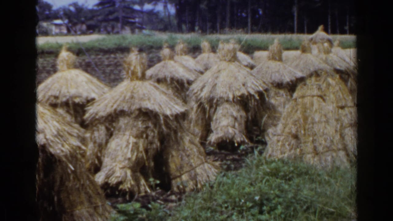 1953 Japan 8mm frame with large tied straw stacks in the foreground and additional stacks receding toward trees.