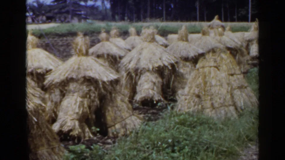 1953 Japan 8mm frame showing a closer grouping of conical straw stacks with grass at the field edge and trees beyond.