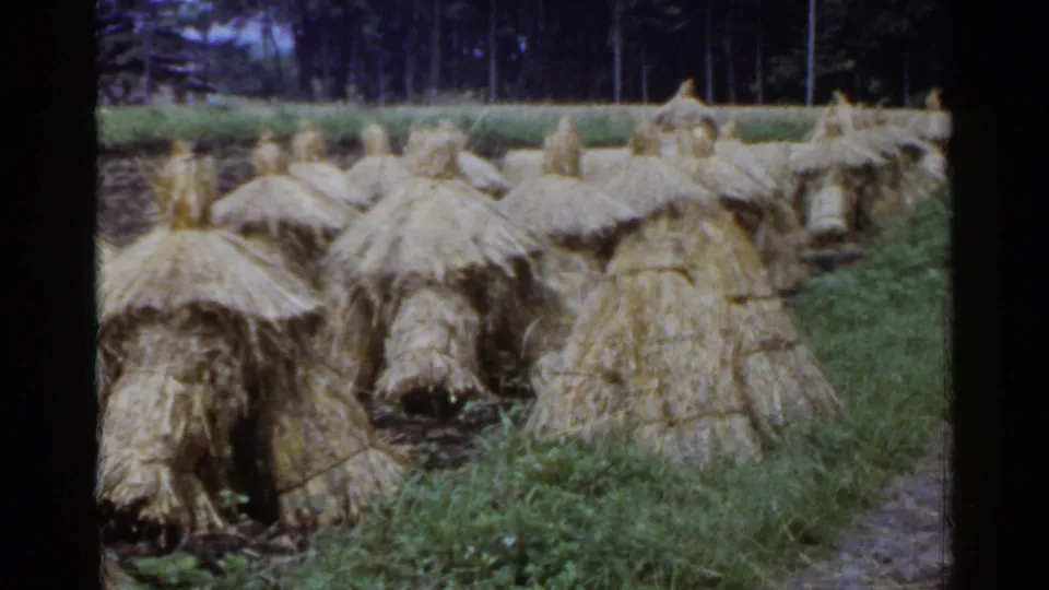 1953 Japan 8mm frame showing grouped conical straw stacks, a grassy path or field edge, and a dark tree line in the background.