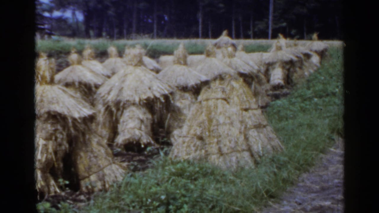 Rows of straw haystacks in a grassy field with trees behind them.