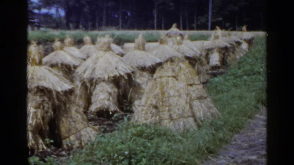 1953 Japan 8mm frame showing straw haystacks arranged across a green field with a dark tree line in the background.