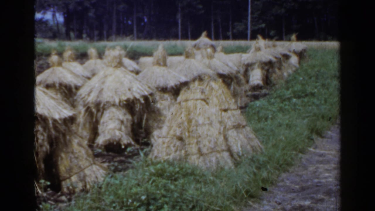 Straw stacks fill a field beside a narrow path and distant trees.