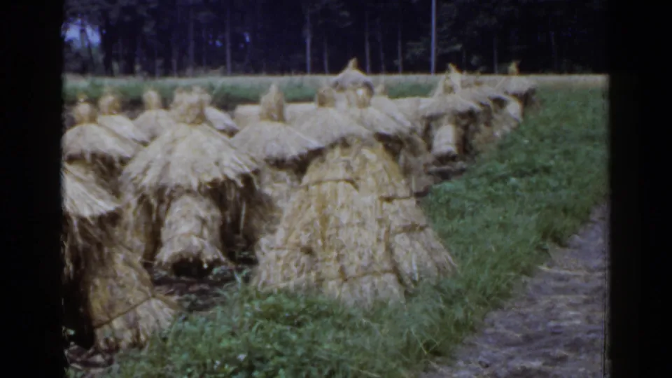 1953 Japan 8mm frame showing straw bundles in the foreground, green grass, a right-side path, and a wooded background.