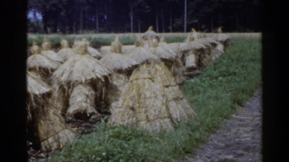 1953 Japan home-movie frame of straw haystacks receding across a grassy field with trees and a path at the side.